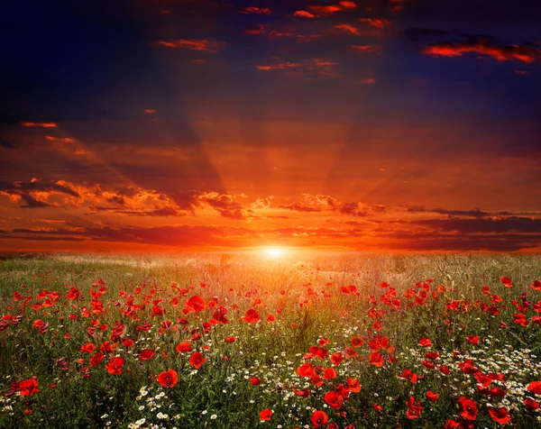 Prado de flores de verano en el fondo del atardecer — Foto de Stock