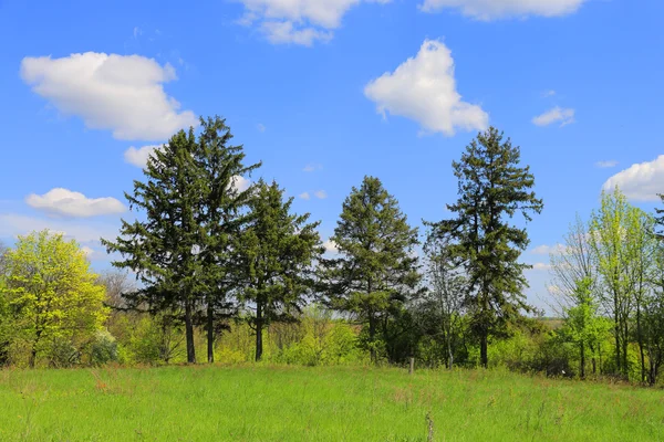 Pine trees on green meadow — Stock Photo, Image