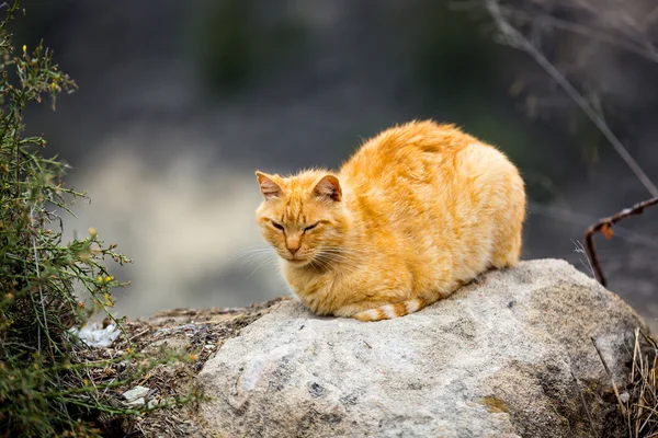 Taş üzerinde sarı kedi — Stok fotoğraf