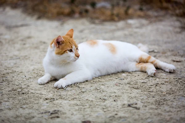 Güzel dinlenme kedi — Stok fotoğraf