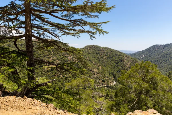 Valle de cedro en Chipre montañas —  Fotos de Stock