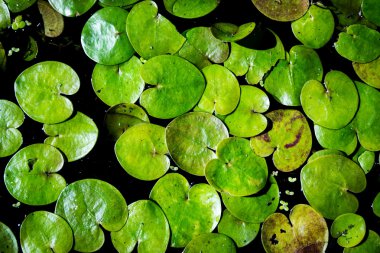 su bitki yaprakları