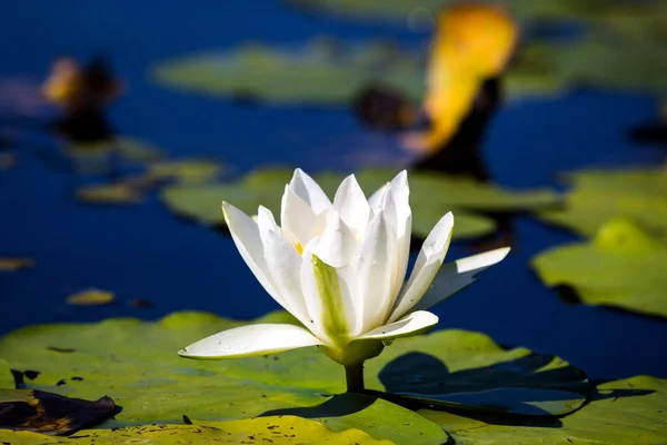 Lírio branco no lago — Fotografia de Stock