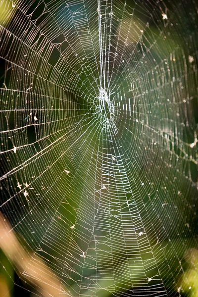 Teia abstrata na floresta — Fotografia de Stock