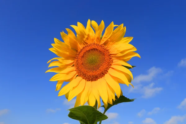 Schöne Sonnenblume am Himmel Hintergrund — Stockfoto