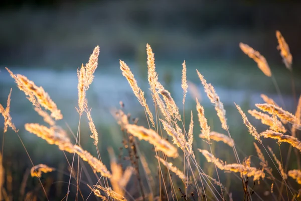 Prairie d'herbe sèche — Photo