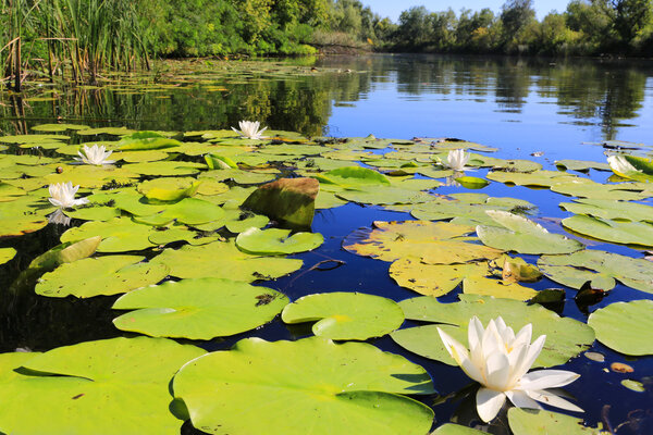 nice water lilies on pond