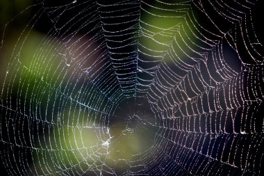 mornig çiğ içinde hoş web