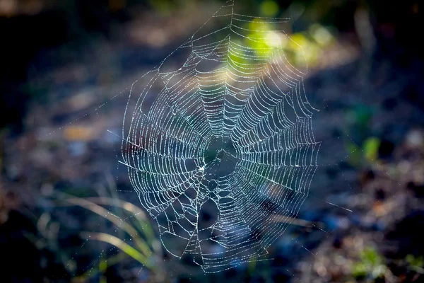 Teia em orvalho — Fotografia de Stock