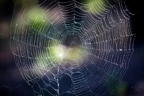 Web en el rocío de la mañana en el bosque —  Fotos de Stock