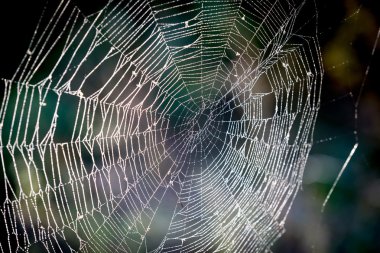 çiğ olarak Web