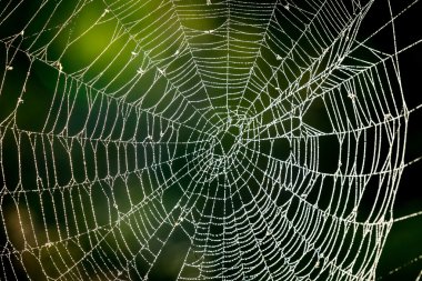 ormandaki soyut web