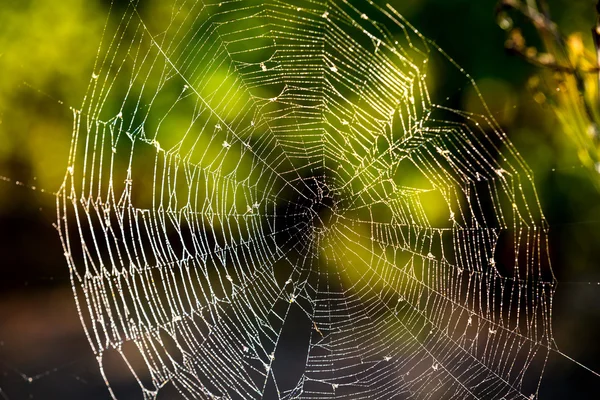 Leuke web in bos — Stockfoto