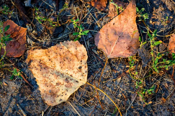 Hojas de otoño en el suelo —  Fotos de Stock