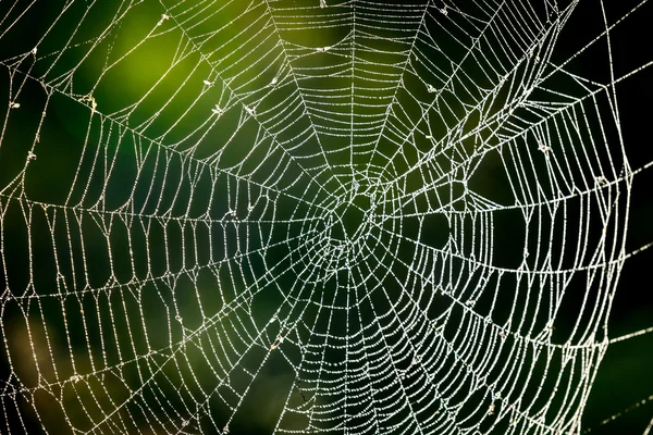 Web abstracta en el bosque — Foto de Stock