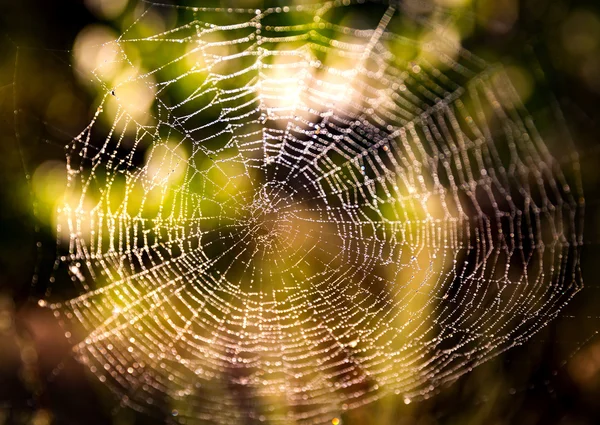 Autunno bagnato web nella foresta — Foto Stock