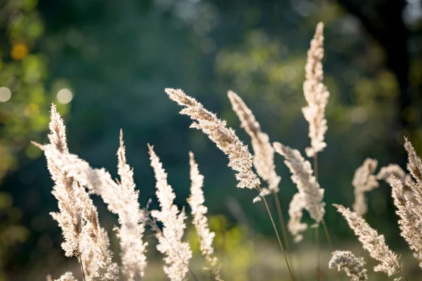 Herbe sèche sur prairie d'été — Photo