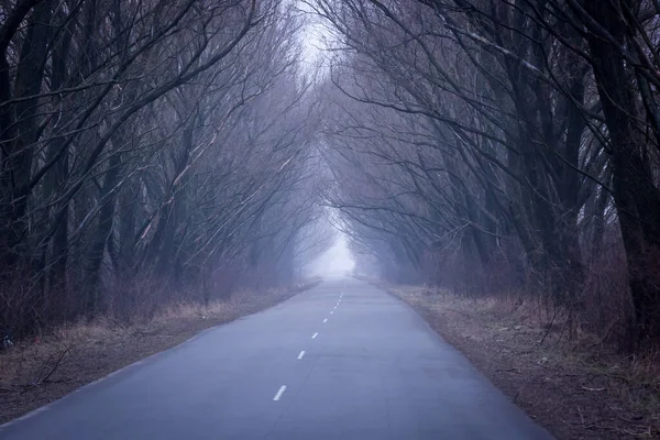 Autumn Landscape Empty Road Mist Forest — Stock Photo, Image