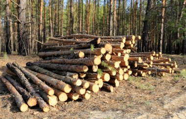 Ormanda çam kütükleri olan güneşli bir manzara.