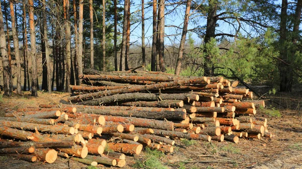 Logs Tree Crearing Pine Forest Sunny Landscape Pine Forest — Stock Photo, Image