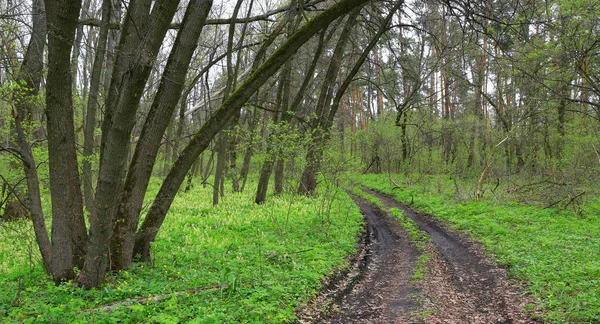 Paysage Avec Chemin Terre Dans Forêt Printanière Verte — Photo