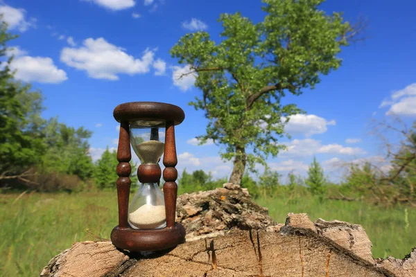 夏の森の牧草地での1時間 — ストック写真