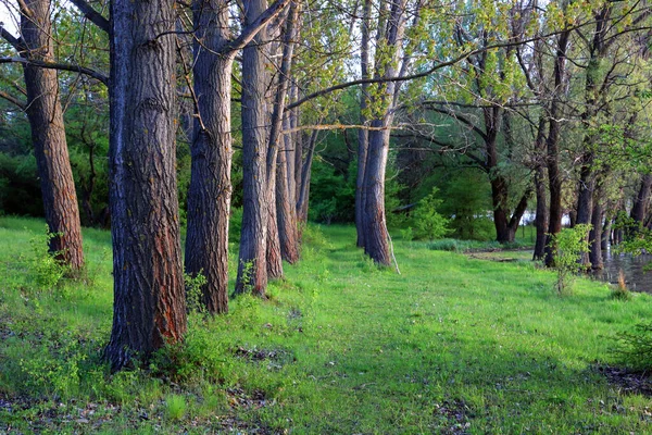Vicolo Alberi Nella Foresta Verde — Foto Stock