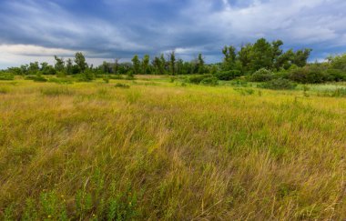 Fırtınadan önce bozkırdaki çayırda ilkbahar çayırı