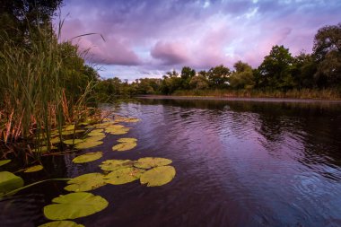 Günbatımı arka planında nilüfer yaprakları olan göl kıyısı