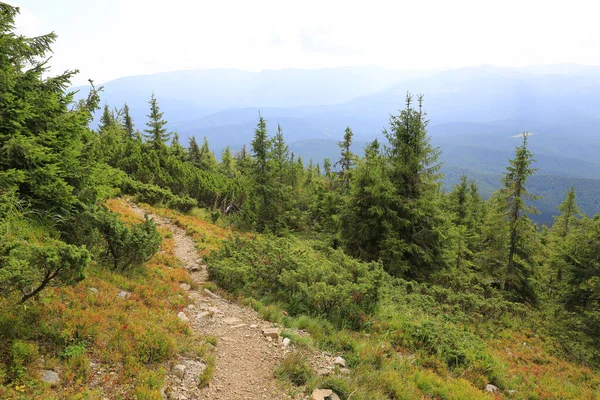 Landschaft Mit Pfad Den Karpaten Ukraine — Stockfoto