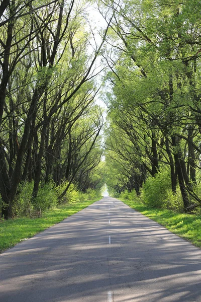 Strada Campagna Nella Foresta Verde Nella Soleggiata Giornata Primaverile — Foto Stock