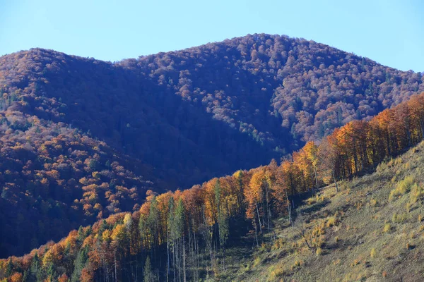 Krajina Podzimním Lesem Horském Svahu Karpat Ukrajina — Stock fotografie