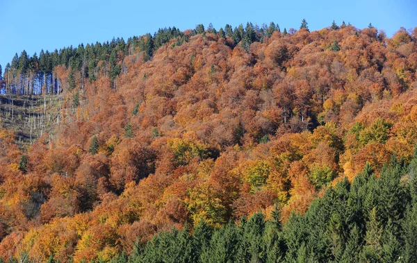 カルパチア山脈 ウクライナの素敵な多色の秋の森 — ストック写真