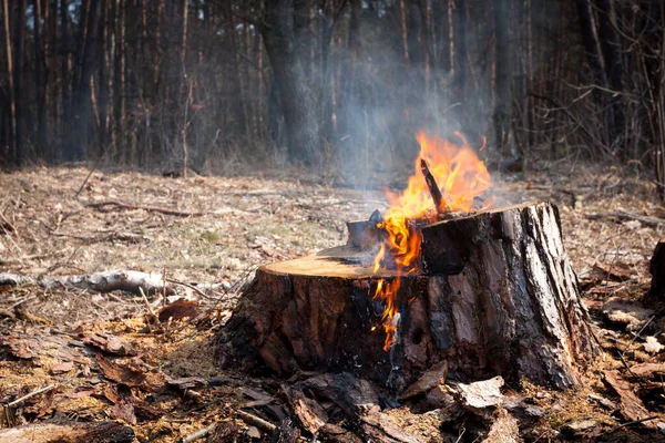 Burning Pine Stub Forest Clearing — Stock Photo, Image