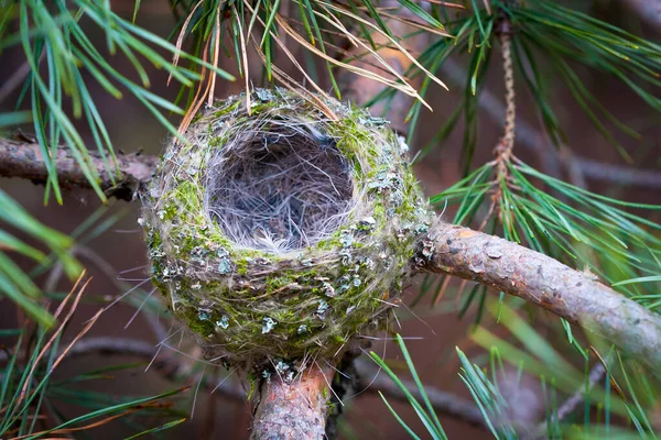 木の枝に空の鳥の巣 — ストック写真