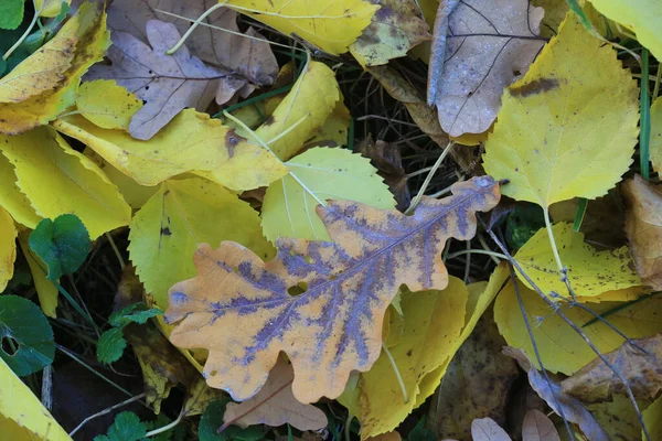Streszczenie Naturalnego Tła Jesiennym Listowiem Trawie Lesie — Zdjęcie stockowe