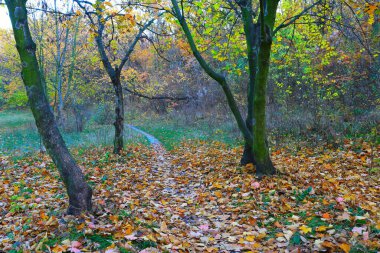 Sonbahar parkında ağaçların arasındaki patika manzarası