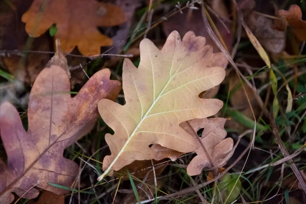 Bonita Hoja Seca Roble Otoño Sobre Hierba Bosque — Foto de Stock