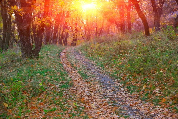 Walkway Musim Gugur Taman Pada Latar Belakang Matahari Terbenam — Stok Foto