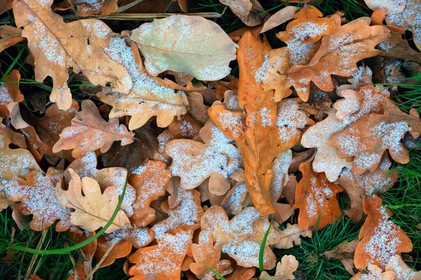 Hojas Autum Congeladas Sobre Hierba Parque —  Fotos de Stock