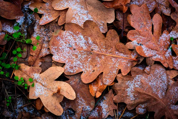 Сухой Дуб Осенью Листового Покрытия Абстрактный Фон — стоковое фото