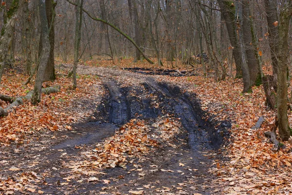 森林里有土路的秋天风景 — 图库照片