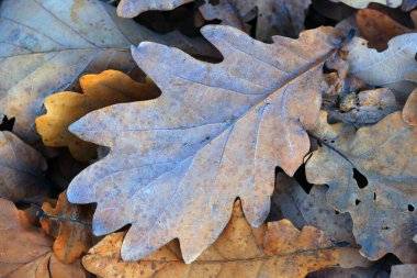 Sonbahar meşe yaprakları soyut arkaplan