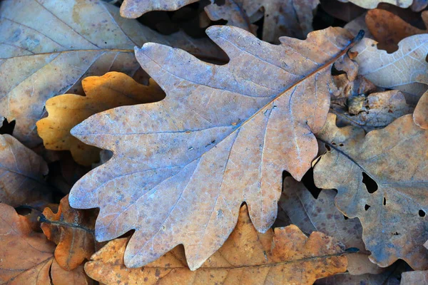 Otoño Roble Hoja Fondo Abstracto —  Fotos de Stock