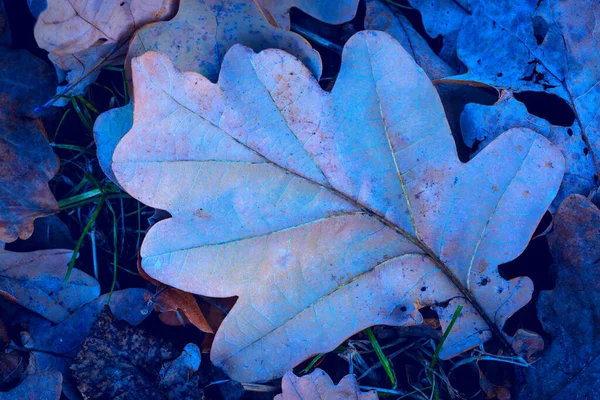 Gefrorenes Trockenes Eichenblatt Herbst Wald — Stockfoto