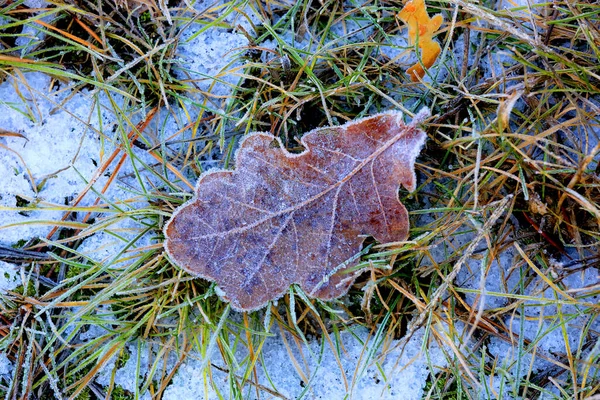 Allein Gefallenes Herbstgefrorenes Eichenblatt Auf Gras Wald — Stockfoto