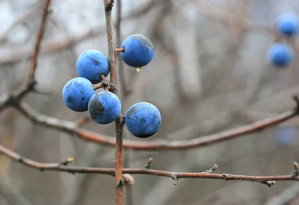 Thorn Keř Větev Pěknými Zralými Modrými Bobulemi — Stock fotografie