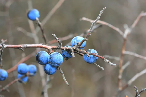 Modré Bobule Trní Větvičky Podzim — Stock fotografie