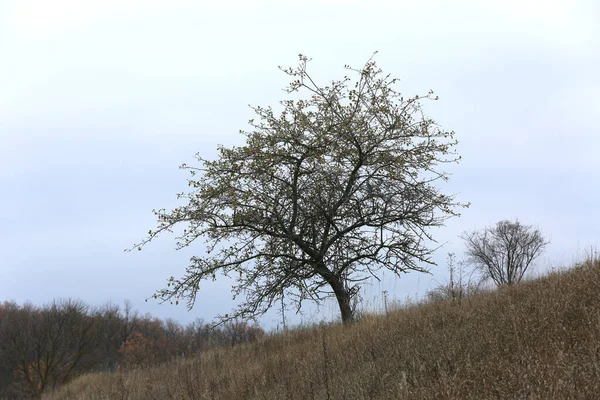 Árbol Sin Hojas Cielo Blanco Nublado Finales Otoño — Foto de Stock