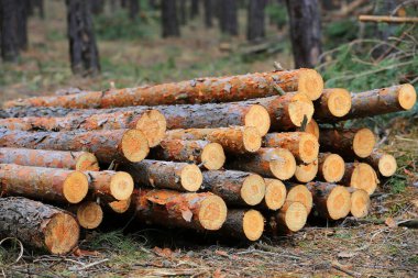 Ormandaki ahşap odun deposu.